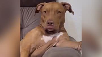 Reprodução/TikTok @seuamigopitbull