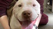 Arquivo Pessoal/Sacramento SPCA