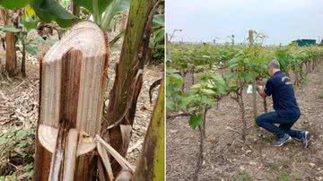Imagem População pode ajudar no controle de pragas em vegetais e animais; saiba como
