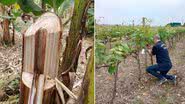 Imagem População pode ajudar no controle de pragas em vegetais e animais; saiba como