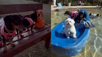 Reprodução/Instagram @nossavidadesalsicha