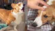 Reprodução/TikTok @teresa_jack