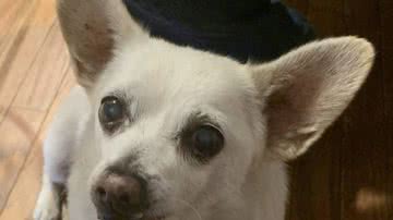 Reprodução/Instagram @guinnessworldrecords