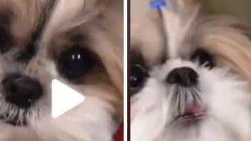 Reprodução// TikTok @Tudodeshihtzu