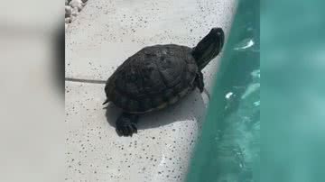 Reprodução/TikTok @kellicontimaldaner