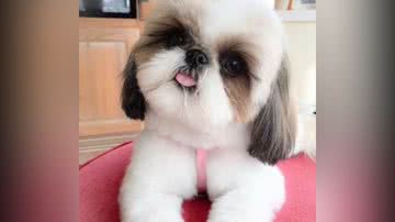 Reprodução/TikTok @studygramdeb