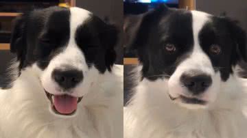 Reprodução/TikTok @bartok_thedog