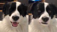Reprodução/TikTok @bartok_thedog