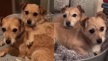 Reprodução// Vídeo