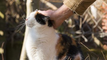 CollageArts por Pixabay