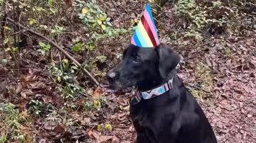 Reprodução/ Vídeo