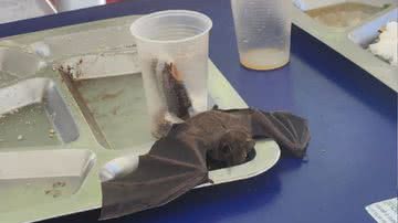 Reprodução/Redes sociais