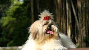 Divulgação/Pixabay