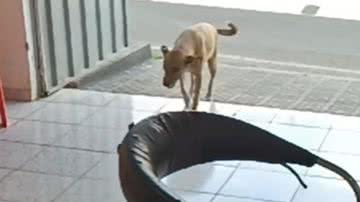 Reprodução / Redes Sociais