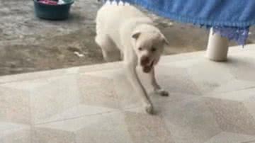 Reprodução/RedesSociais