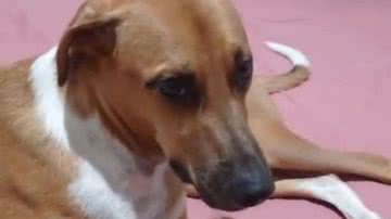 Reprodução/RedesSociais
