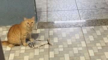 Reprodução / TikTok @cristiane.moraes4