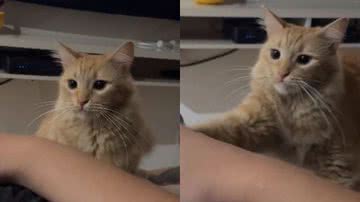 Reprodução//TikTok @vivicdia