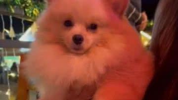 Reprodução// TikTok @leticiamombelli_