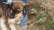 Reprodução//TikTok @ minamistura