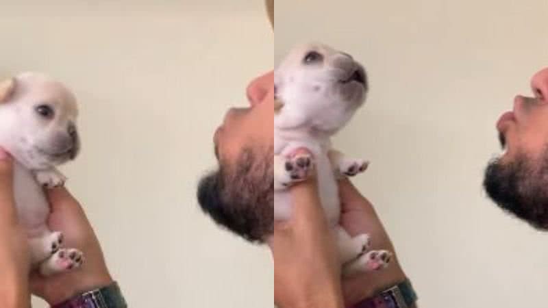 Reprodução // TikTok @tokyo_frenchbulldog_
