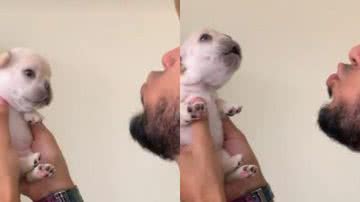 Reprodução // TikTok @tokyo_frenchbulldog_