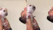 Reprodução // TikTok @tokyo_frenchbulldog_