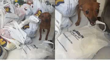 Reprodução//TikTok @isafgoiss