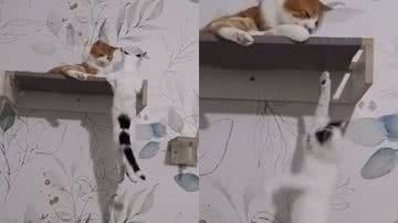 Reprodução//TikTok @ carlareginatt