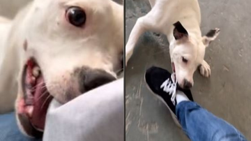 Reprodução / TikTok @agea_santos