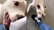 Reprodução / TikTok @agea_santos