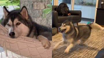 Reprodução/ TikTok @gudan_ohusky