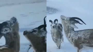 FOTO: REPRODUÇÃO / INTERNET