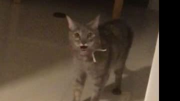 Reprodução// TikTok @leticiabcasabone