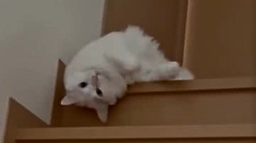 Reprodução / Redes Sociais