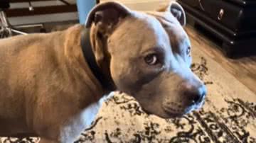 Reprodução / Redes Sociais