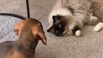 Reprodução / Redes Sociais