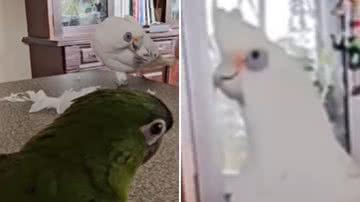 Reprodução / Redes Sociais