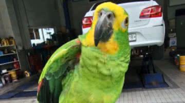 Reprodução / Redes Sociais