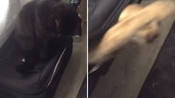 Reprodução / Redes Sociais