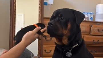 Reprodução / Redes Sociais