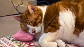 Reprodução / Redes Sociais