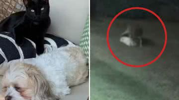 Reprodução / Arquivo Pessoal: Lane Dyer