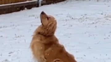 Reprodução / Redes sociais