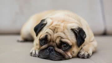 Reprodução / Redes Sociais