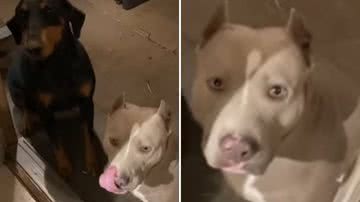 Reprodução / Redes Sociais