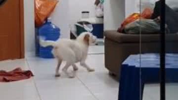 Reprodução/Redes Sociais