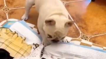 Reprodução/RedesSociais