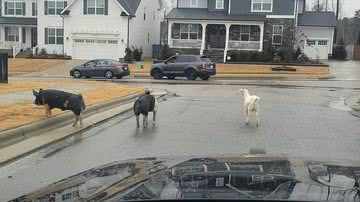 Reprodução/Redes Sociais