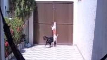 Reprodução/RedesSociais